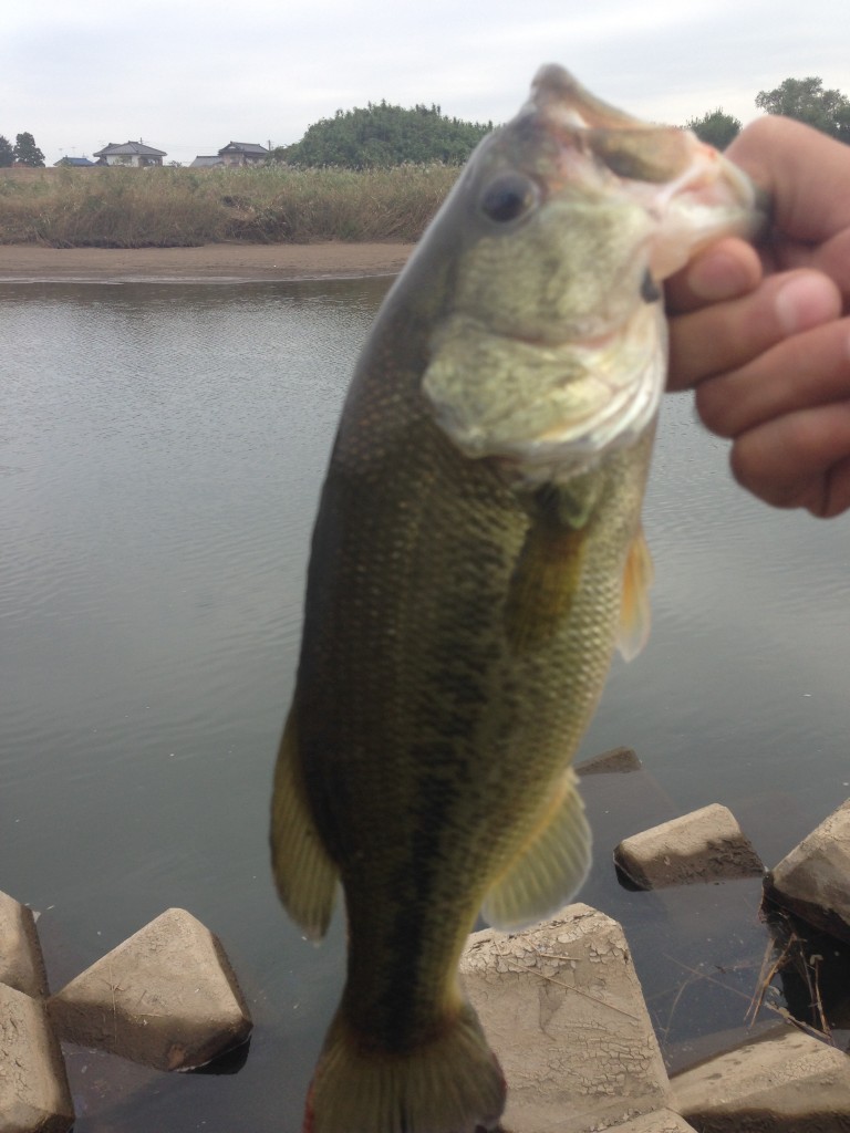 バス釣り バス釣り ポイント 茨城県 小貝川 秋爆 | TSURI DIG